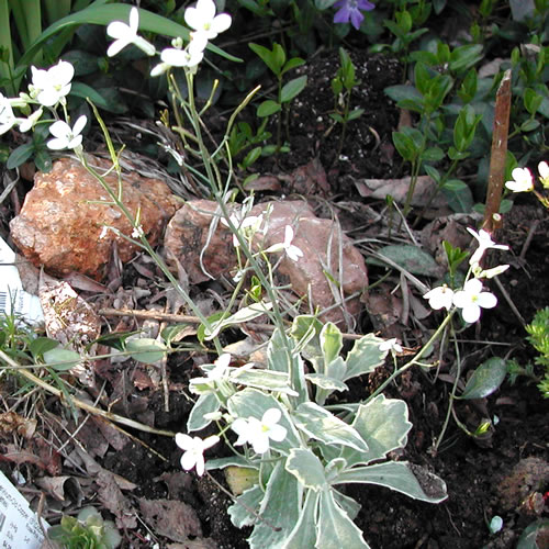 Arabis albida variegata